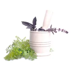 Plantes anti-fatigue